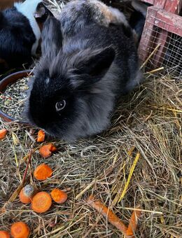 Löwenkopfzwergkaninchen - Oberreichenbach (Baden-Württemberg)
