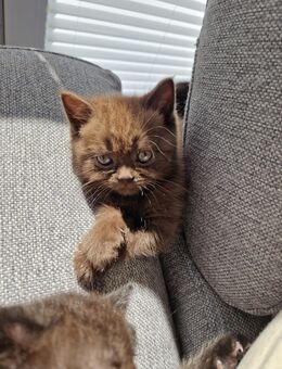 BKH Kitten - Lunzenau