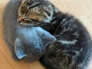 Süße Babykatzen (BTK-Mix) in liebevolle Hände abzugeben – 300 € VB - Hamm