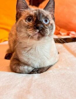 Verspielte Lurdes - Eichenzell