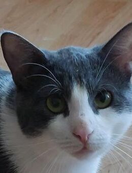 🐾Festivalkater sanfter Neve🌟🎶 - Eislingen (Fils)