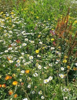 Blumenwiese mehrjährig Wildblumenwiese Wildblumensamen wildblumen Veitshöchheimer Bienenweide riesige Vielfalt an Blumenarten und Saat Wildkräutern insektenfreundlich flower insektenfreundlich Satgut Blumenwiese - Pfedelbach
