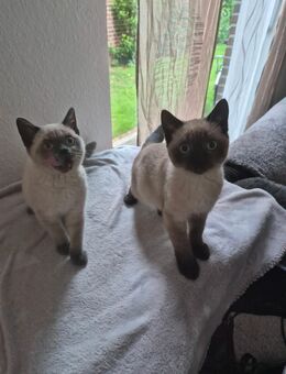 Bkh kitten reinrassig - Rhede