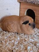 AURELIA s Meerschweinchen weiblich Glatthaar in 42651