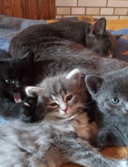 4 Kitten Katzenbaby Katzenkind Kätzchen ab sofort abzugeben - Neitersen