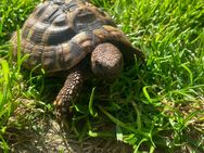 2 griechische Landschildkröten THH in liebevolle Hände abzugeben - Bad Iburg Zentrum