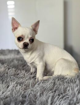 Liebevolle Chihuahua-Hündin (8 Monate) sucht ein neues Zuhause - Detmold Heiligenkirchen