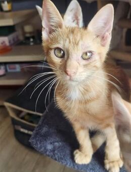 Einzigartiger Rusty - Margetshöchheim