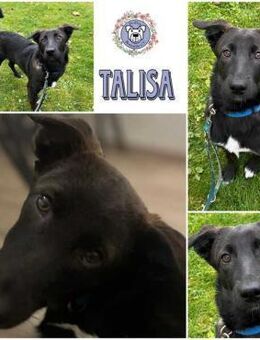 TALISA * fesches Welpchen mit Format - Duisburg