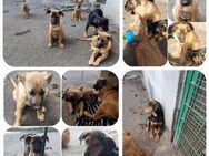 8 Junghunde suchen dringend Zuhause - Bad Karlshafen