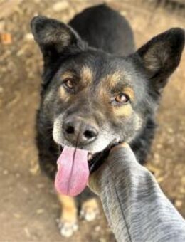 Ducati - Pflegestelle oder Zuhause gesuc - Oberwies