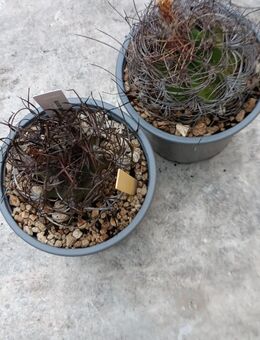 Astrophytum capricorne - Püttlingen