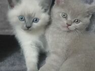 2 Kitten BKH BLH, 6 Monate, wegen Allergie abzugeben - Hamburg