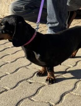 🌟 Dior Kleines Dackelherz - Kassel