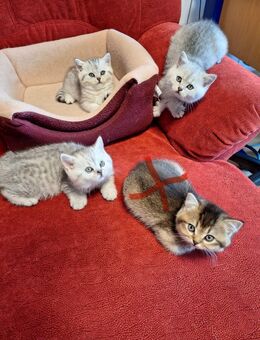Reinrassige BKH Kitten. - Ingolstadt