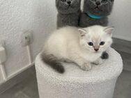 Bkh Kitten suchen ein neues Zuhause (nur noch 1 Kitten) - Hückelhoven