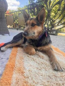 Jessy sucht ihr liebevolles Zuhause - Finning