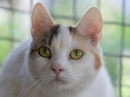 BATIDA-wunderschöne Tricolor-Katze - Rösrath