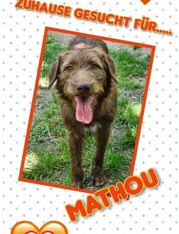 bildhübscher Rüde Mathou- sucht Zuhause - Nürnberg