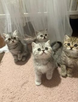 Britische Kitten - Hamburg