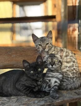 Bengal Kitten in traumhaften Farben - Wriezen