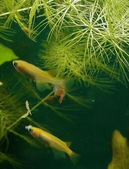 Medaka Reisfische Eier und Jungfische - Niederwerrn