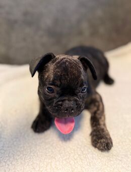 Wunderschöne Französische Bulldogge Welpen - Mönchengladbach