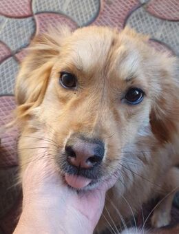 Wundervoller Marley wartet auf Dich - Overath