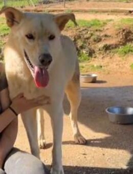 Tolomeo wünscht sich ein Zuhause - Neuss