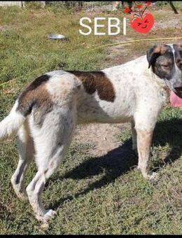 SEBI möchte dein Herz erobern! - Oer-Erkenschwick