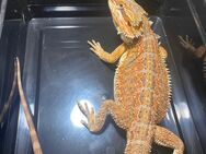 No1 Bartagame (pogona vitticeps) Male half orange red Leatherback NZ Mai 2024 - Hamburg Wandsbek