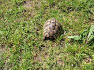 3 jährige Schildkröte abzugeben - Lehre