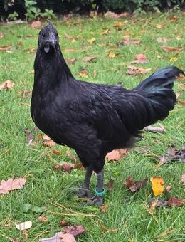 Ayam cemani Hähne vom juli, bildschön reinrassige - Werne