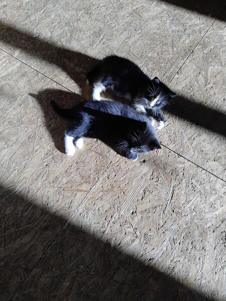 Verk. Katzen junge - Duckow