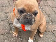 Französische Bulldogge - Riedstadt