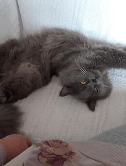 Kater abzugeben - Witten