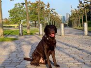 Labrador sucht ein Zuhause - Frankfurt (Main) Nordend-Ost