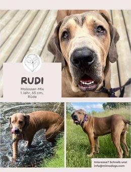 Rudi: Molosser-Mix sucht Hundeerfahrene - Brühl (Nordrhein-Westfalen)