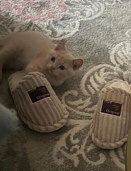 Bkh Kitten reinrassig ♥️1 Mädchen und 2 Jungs noch übrig !!!! - Garbsen