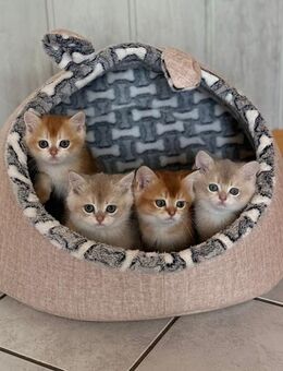 Reinrassige Bkh Kitten in Black golden shell mit Stammbaum - Herscheid