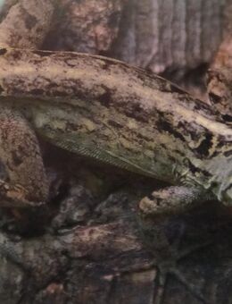 Brown Anole Sagerei / Bahamaanolis Paar 1.1 - Herne Horsthausen