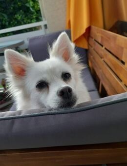 Leila - Spitzdame sucht ihre Menschen - Chemnitz