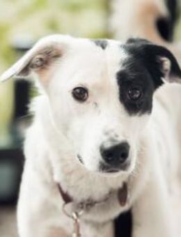 Leon - der Herzensbrecher - Elsdorf (Nordrhein-Westfalen)