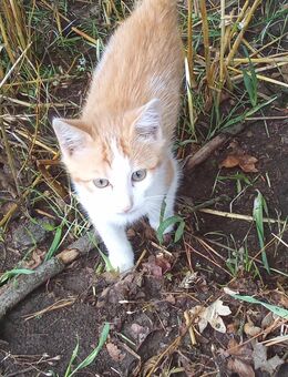 Katzenbaby, männlich (2) - Roigheim