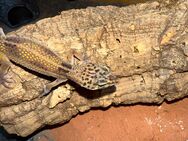 Leopardgecko weiblich - Betzenstein Zentrum