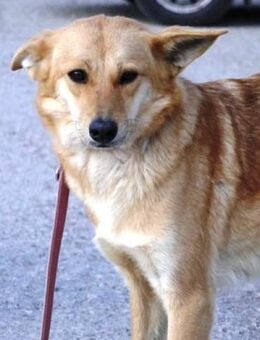 Kimara ist so bezaubernd und sanft - Karben