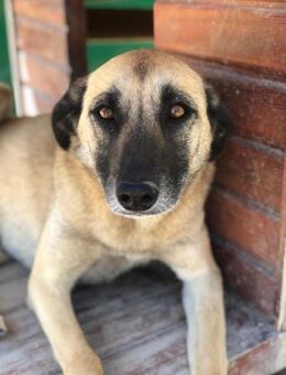 Calotta will auftauen - Beckingen