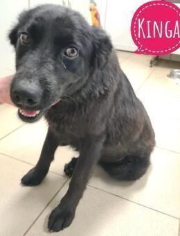 Kinga befürchtet in Tierheim alt zu werd - Flörsheim-Dalsheim