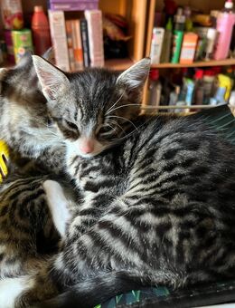 Süße kleine Katzenbabys günstig abzugeben - Krusenhagen