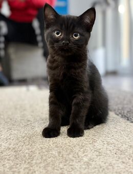 Britische kurzhaar kitten - Wiesbaden